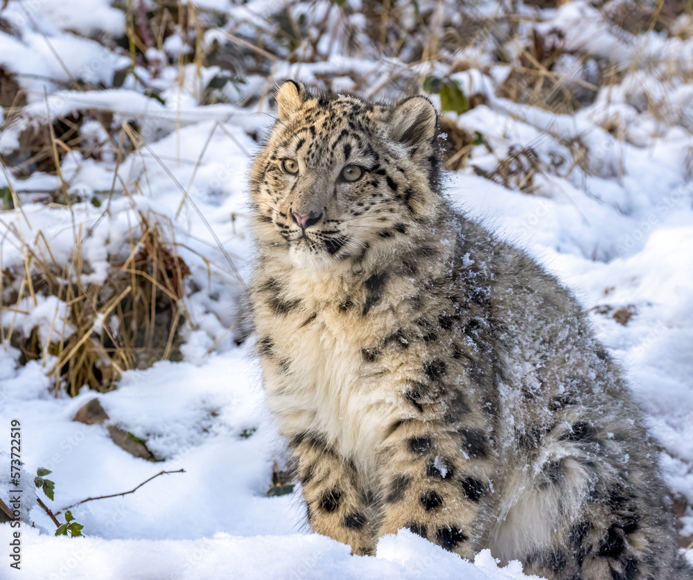 snow leopard cub