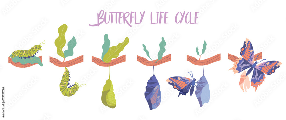 Butterfly life cycle concept. Stages of insect growth, biology and zoology. Caterpillar, cocoon and beautiful butterfly. Elegance and aesthetics, spring and summer. Cartoon flat vector illustration