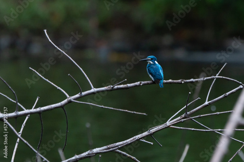 A cerulean kingfisher alcedo coerulescens perching on a dead tree branch over the water with bokeh background 