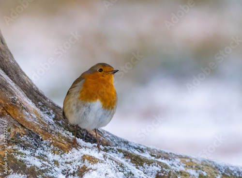 robin on snow