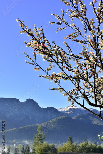 Fototapeta Naklejka Na Ścianę i Meble -  Tatry, góry, Zakopane, panorama, TPN, Park, poranek, lato, 