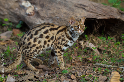 leopard cat in the Phu Khieo Wildlife Sanctuary, Thailand. © sunti