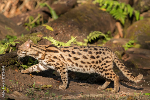 leopard cat in the Phu Khieo Wildlife Sanctuary  Thailand.
