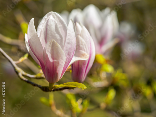White - pink magnolia flower