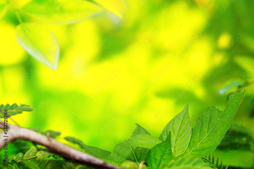 Green leaves background in sunny day with copy space for your text
Green leaves background in sunny day with copy space for your text