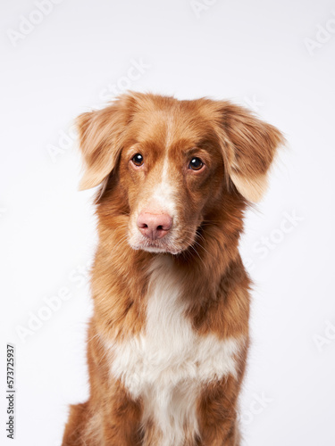 portrait happy dog. Nova Scotia Duck Tolling Retriever, toller on white background in studio