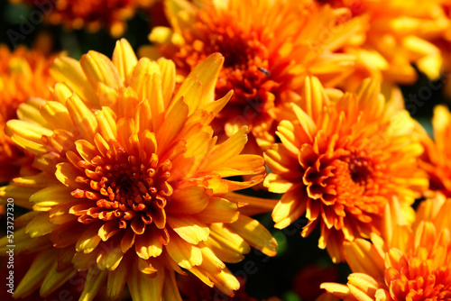 chrysanthemum flower