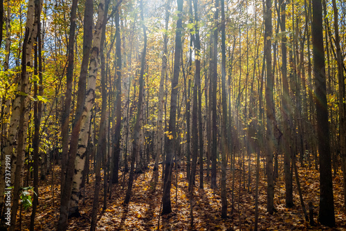 Autumn morning sun rays in the woods.