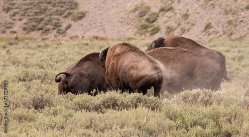American Bison Buffalo bulls fighting in Hayden Valley in Yellowstone National Park United States