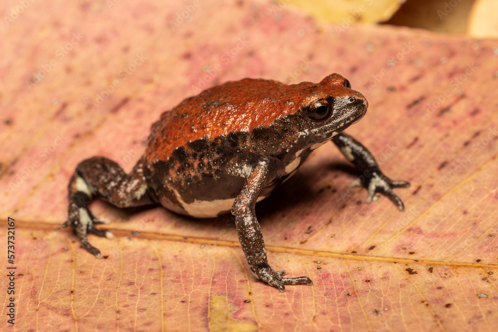 Obraz premium Close up of Australian Red-backed Toadlet resting on gum leaf