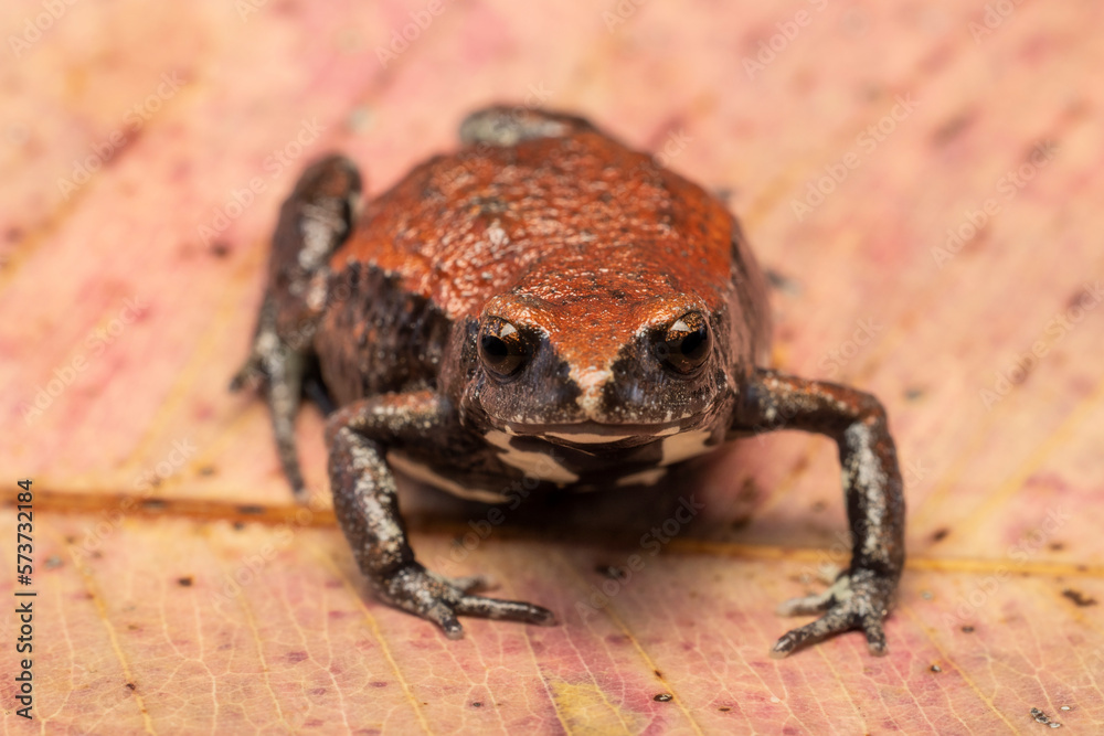 Obraz premium Close up of Australian Red-backed Toadlet resting on gum leaf