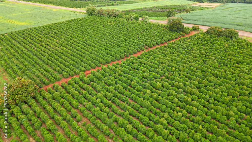 aerial view coffee plantation in the state of Paraná - Brazil aerial view coffee plantation in the state of Paraná - Brazil