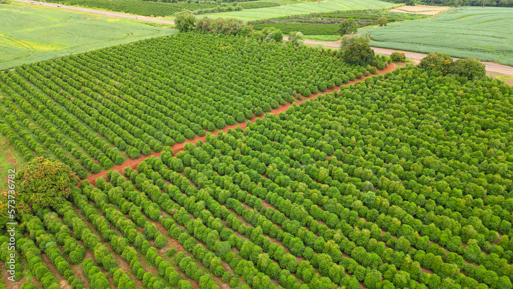 aerial view coffee plantation in the state of Paraná - Brazil