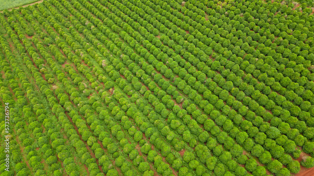 aerial view coffee plantation in the state of Paraná - Brazil aerial view coffee plantation in the state of Paraná - Brazil