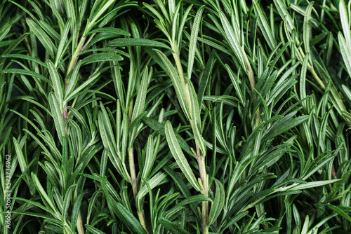 Fresh organic rosemary as background, top view