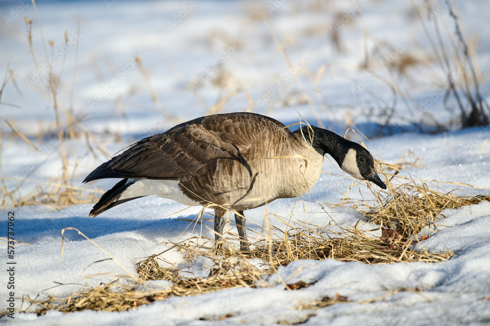 Fotografie Canada goose (Branta canadensis) walking on a frozen lake, Calgary, Inglewood Bi