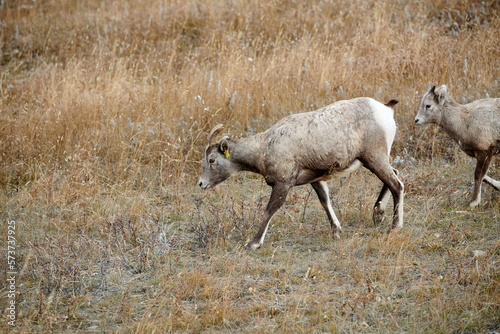 Bighorn sheep (Ovis canadensis), Sheep River Provincial Park, Kananaskis Country, Alberta, Canada