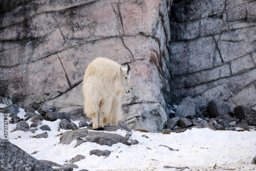 Mountain goat (Oreamnos americanus), Calgary, Calgary Zoo, Alberta, Canada photo