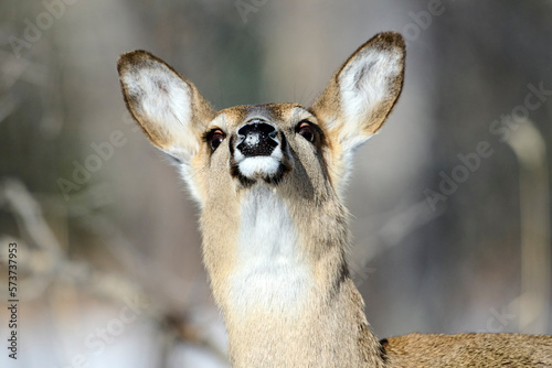 White-tailed deer (Odocoileus virginianus), Calgary, Carburn Park, Alberta, Canada photo