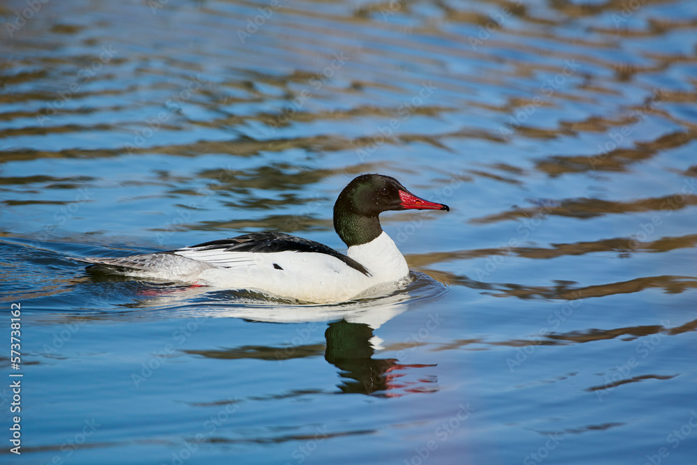 Male Common merganser (Mergus merganser) swimming in beaver pond, Prince’s Island Park, Calgary, Alberta, Canada Male Common merganser (Mergus merganser) swimming in beaver pond, Prince’s Island Park, Calgary, Alberta, Canada