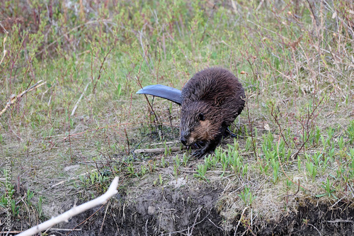 American beaver (Castor canadensis) on bank at edge of dam Prince's Island Park, Calgary, Alberta, Canada photo