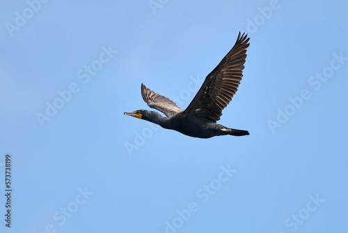 Double-crested cormorant  Phalacrocorax auritus  in flight  Frank Lake  Alberta  Canada