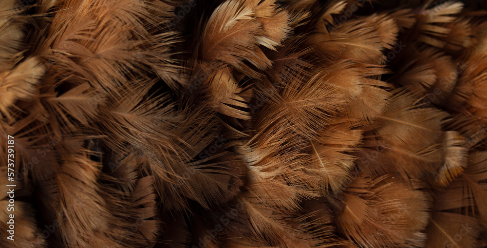 close up of brown feathers as a background, macro photo, texture Stock  Photo