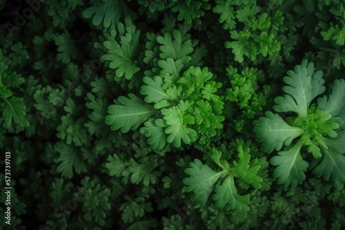 pattern of fresh parsley plant slices background  colorful seamless texture  close up   generative ai