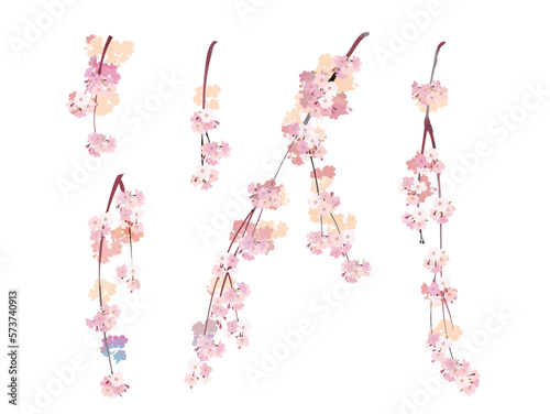 Watercolor style cherry blossom branch (weeping) 1