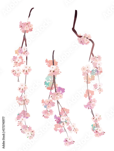 Watercolor style cherry blossom branch (weeping) 3