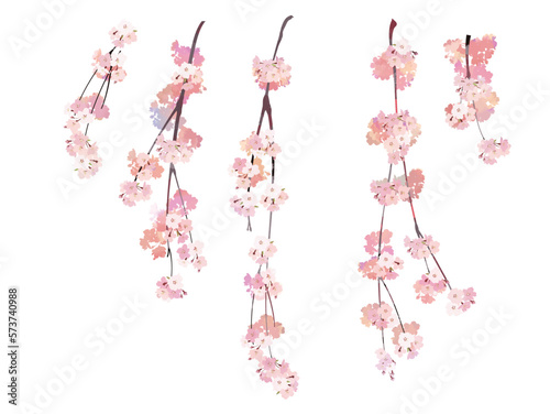 Watercolor style cherry blossom branch (weeping) 4