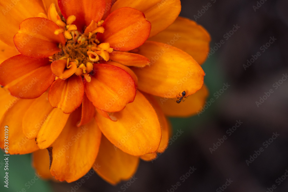 orange flower with ant orange flower with ant