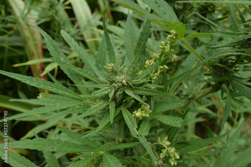 Cannabis