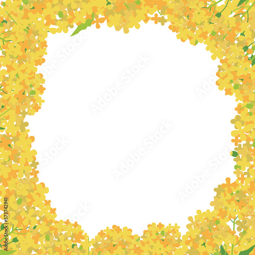 菜の花の輪　白の背景