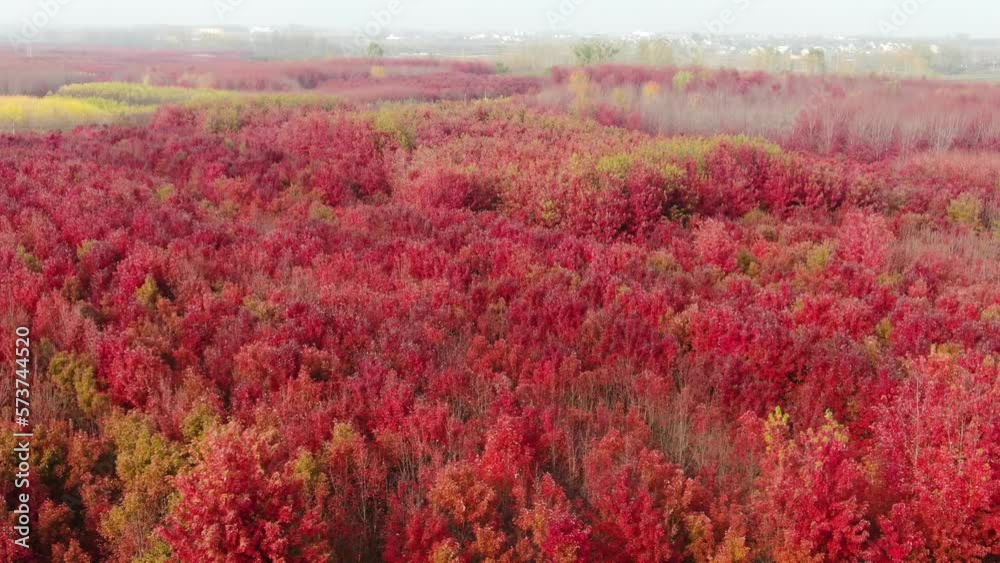 Autumnal view of summer cypress with red maple