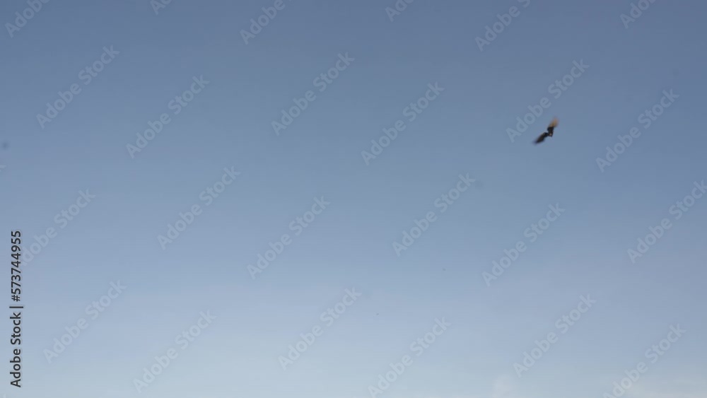 Tracking shot of pigeon flying over roofs of houses Tracking shot of pigeon flying over roofs of houses