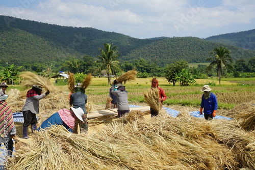 group of people threshing organic rice in the valley in a countryside of Thailand  photo