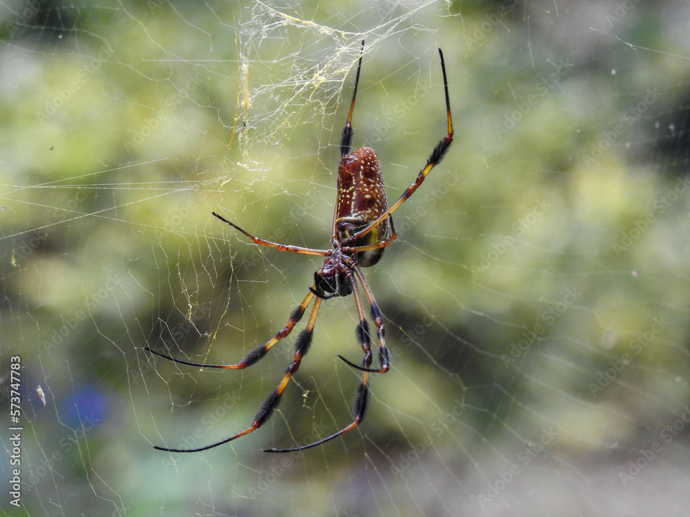 Golden silk orb-weaver at a park in Georgia Golden silk orb-weaver at a park in Georgia
