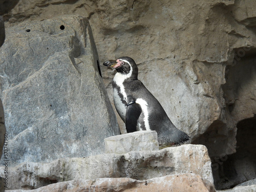 A lone humboldt penguin on a rock photo