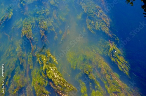 Abstract Seaweed in a River
