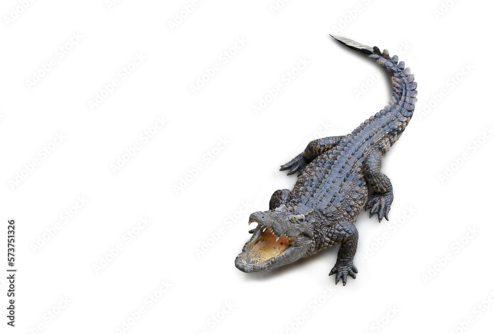 Naklejka premium Crocodile isolated on white background. Image with Clipping path.