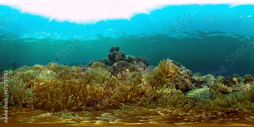 Reef coral scene. Colourful underwater seascape. Beautiful soft coral. Sea coral reef. Philippines. 360 panorama VR