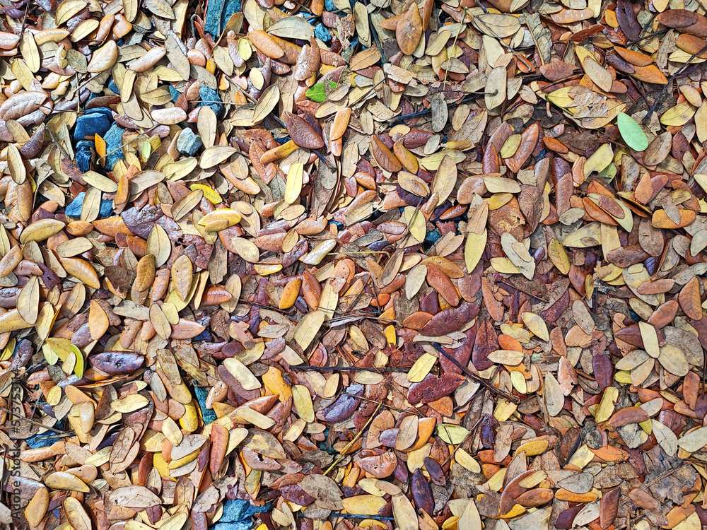 Dry small leaf background Dry small leaf background