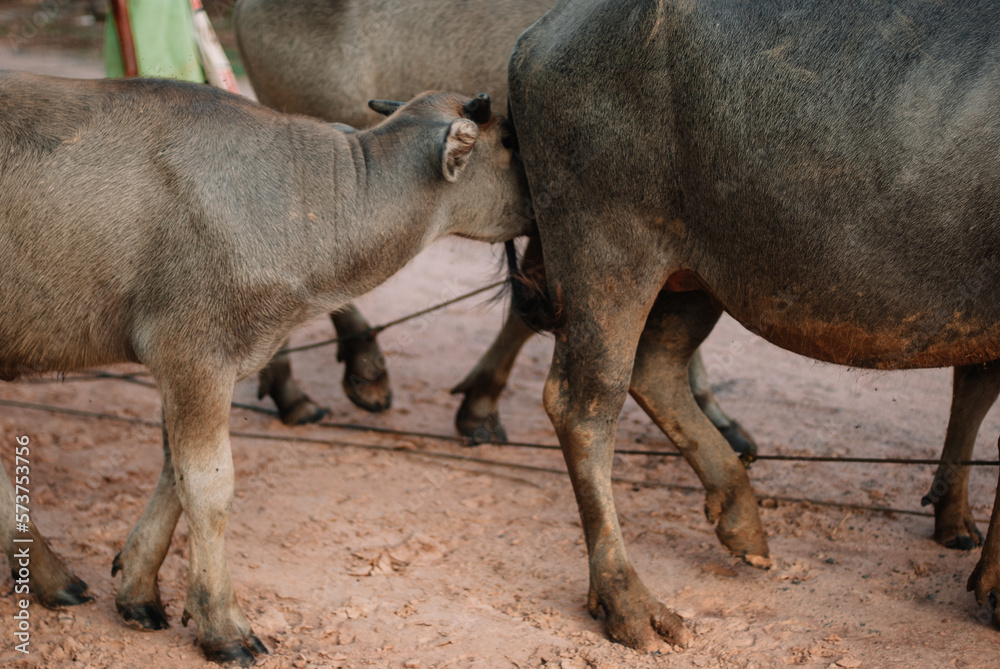 farming buffalo in southeast asia farming buffalo in southeast asia