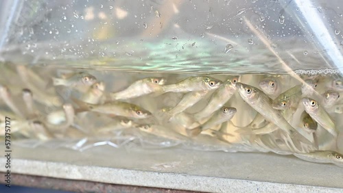 Group of small fish in plastic bag selling in the fish market. photo