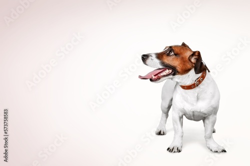 Cute domestic dog pet posing