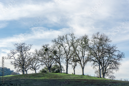 tree in the field