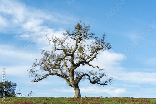tree in the field