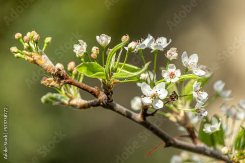 blooming tree in spring