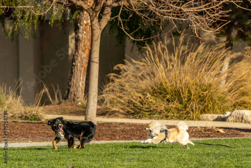 two dogs playing in the park